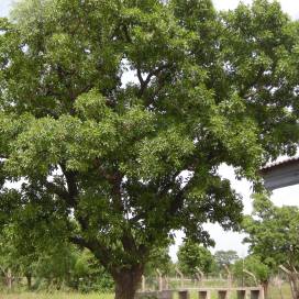 The shea tree has not been domesticated, in part because it takes a decade or more for the tree to mature sufficiently to bear fruit.